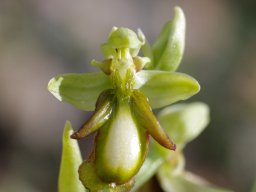 Ophrys_vernixia_f_virescens_Ponte-de-Lousa